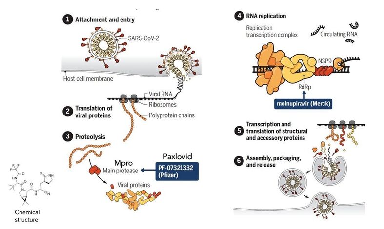 Como funciona Paxlovid
