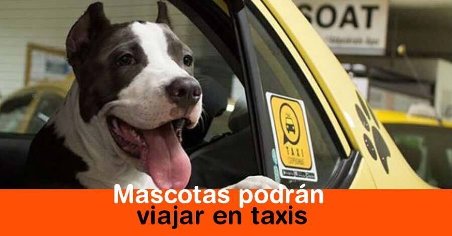 Mascotas podrán viajar en taxi