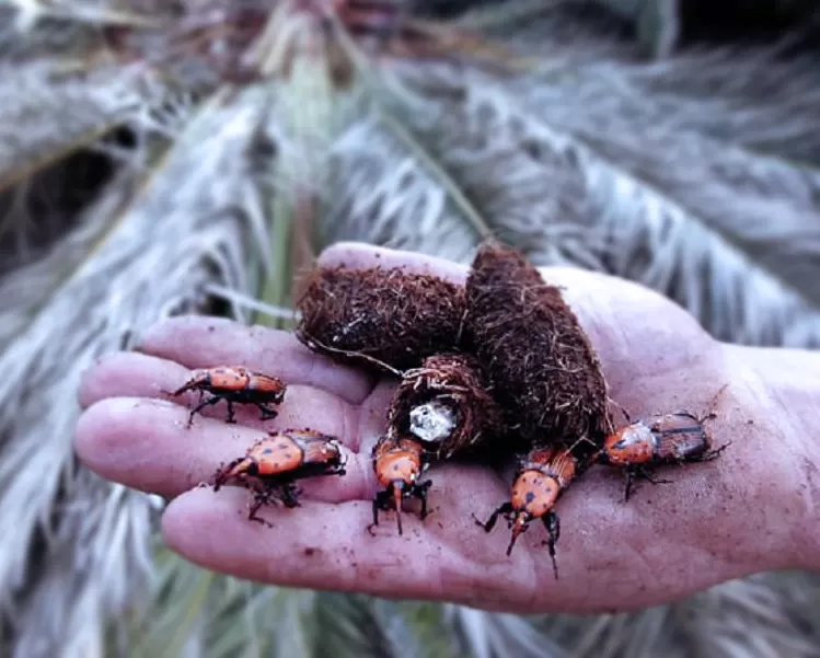 palmeras picudo rojo en uruguay