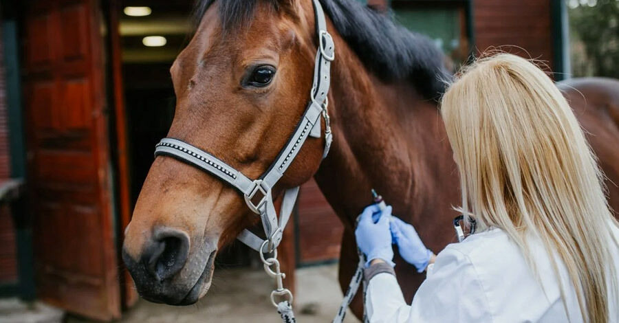 Encefalomielitis equina preguntas frecuentes
