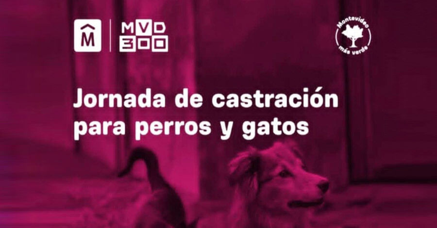 Castraciones gratuitas en el Club Social y Deportivo Centenario