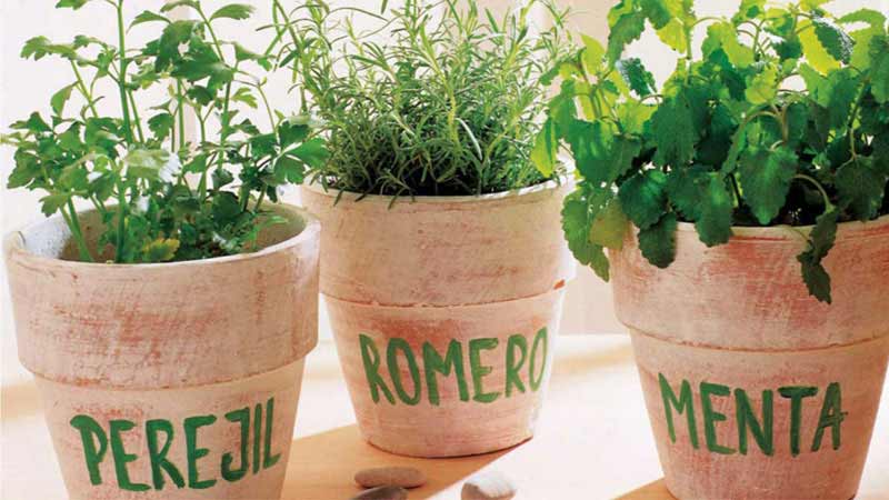 plantas diversas