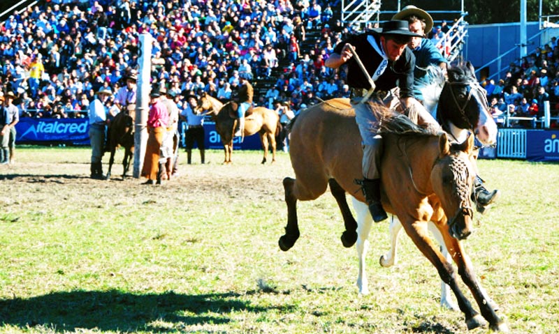 domas criolla 2016