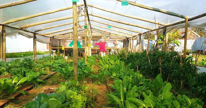 huerta organica