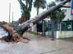 arbol-caido1