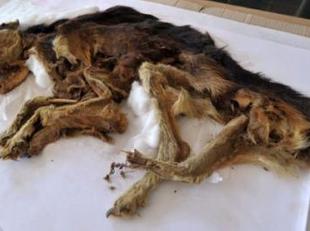 descubren-seis-perros-momificados-fardos-funerarios-siglo-xv-peru